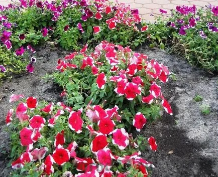 Mi a növény Petunia Mi a növény Petunia