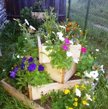 Mi a növény Petunia Mi a növény Petunia