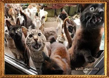 Mystical област на котки в океан (Индийския океан) Mystical област на котки в океана
