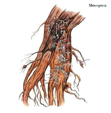 Микориза - един