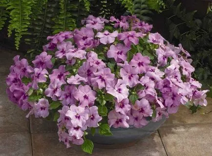 Terry Impatiens Waller обработка на семена, описание (описание) Тери Impatiens Уолър расте от семена, описанието