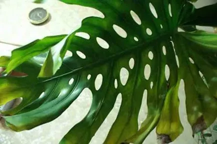 Monstera - какво ще стане ако жълтите, сухи, почернели листа