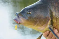 На този шаран улов през лятото