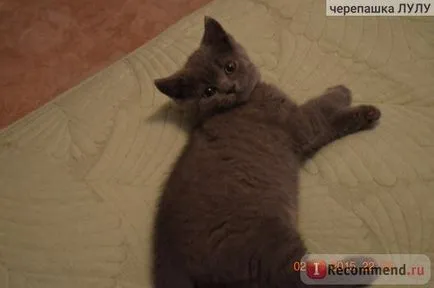 Пясък за котки любимата котка без да се налага еднократна тоалетна за котки - 