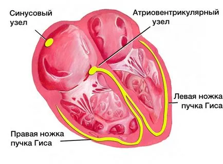 Сърдечната проводимост - причините за симптоми, методи за лечение,