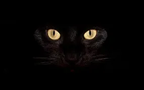 С котки тапет за вашия работен плот