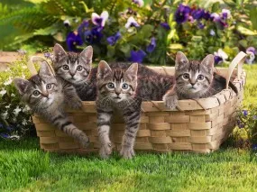С котки тапет за вашия работен плот