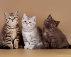 Преглед на породи котки британски описание късокосместа, котенца