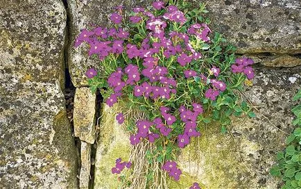 Aubrieta засаждане и грижи