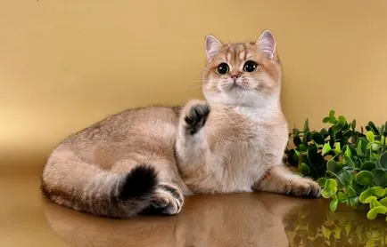 Преглед на породи котки британски описание късокосместа, котенца
