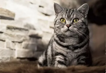 Преглед на породи котки британски описание късокосместа, котенца