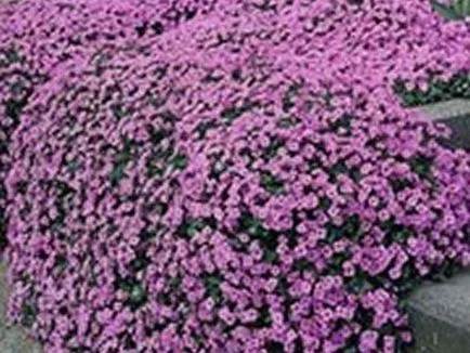 Aubrieta как да расте от семена, от избор на семена, посадъчен растения и се грижи за тях