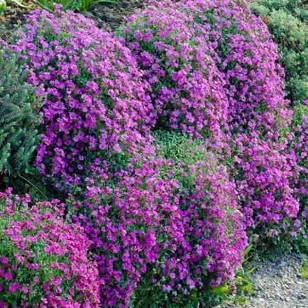 Aubrieta засаждане и грижи в открито поле, снимка (веднъж на открито) Aubrieta засаждане и грижи в открито поле, снимката