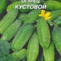 Краставица елегантен описание на сорта, отглеждането и мнения
