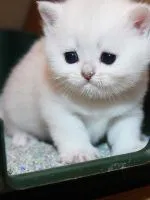 Цвят шотландски Сгънете котки