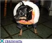 Облекло за играчка териер с ръцете си модели и стъпка по стъпка описание на шиене