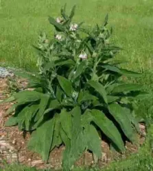 Comfrey състав, приложение, рецепти