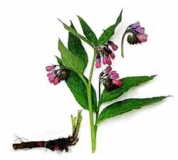 Comfrey състав, приложение, рецепти
