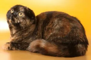 Цвят шотландски Fold котка, с всички видове снимки, породи котки (шотландски) Цвят шотландски Fold котка, с всички видове снимки, породи котки
