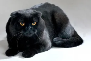 Цвят шотландски Fold котка, с всички видове снимки, породи котки (котки) Цвят шотландски Fold котка, с всички видове снимки, породи котки