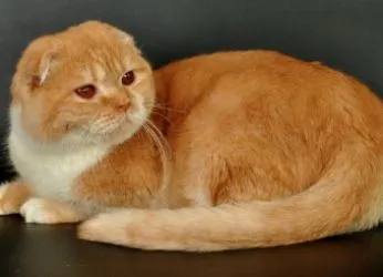 Цвят шотландски Сгънете котки