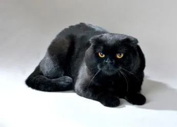 Цвят шотландски Сгънете котки