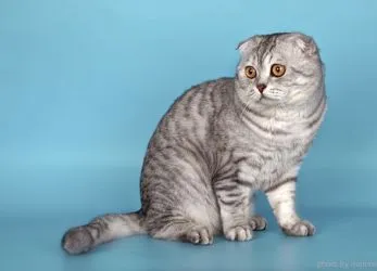 Цвят шотландски Сгънете котки