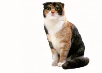 Цвят шотландски Сгънете котки