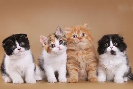 Цвят шотландски Fold котка, с всички видове снимки, породи котки (котки) Цвят шотландски Fold котка, с всички видове снимки, породи котки
