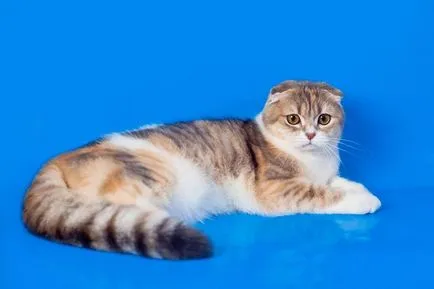 Цветове котки шотландски Fold черен, шоколад, червено, бяло, мрамор, пурпурен цвят (цветове) Цветове котки шотландски Fold черен, шоколад, червено, бяло, мрамор, лилаво