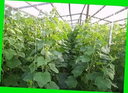 Краставица сортове елегантни описание, снимки, коментари