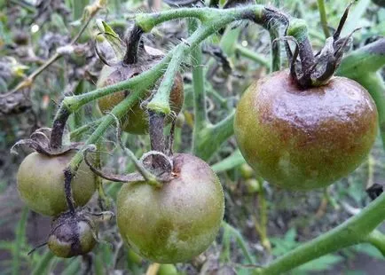 Megfeketedik a gyümölcs a paradicsom