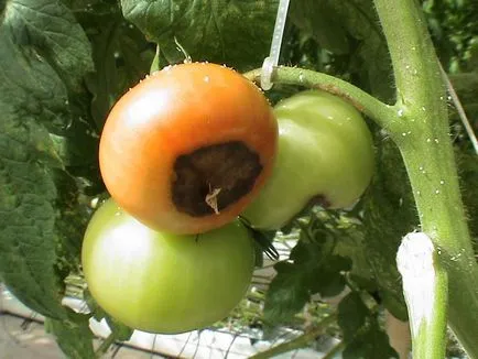 Megfeketedik a gyümölcs a paradicsom