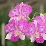 Dendrobium орхидея може да бъде най-непретенциозен в домашни грижи, прочетете съвети и трикове