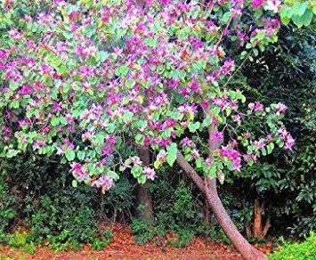 Orchid дърво (Bauhinia) расте от семена в домашни условия