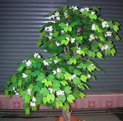 Orchid дърво (Bauhinia) расте от семена в домашни условия