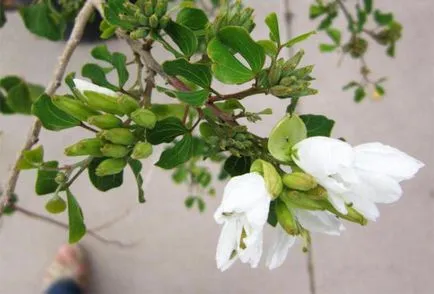 Orchid дърво (Bauhinia) расте от семена в домашни условия