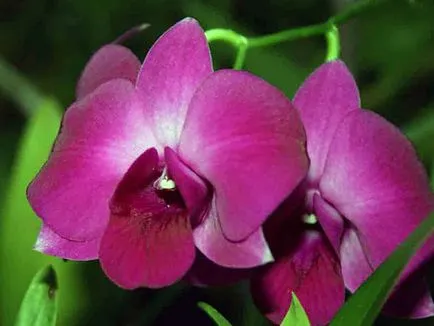 Dendrobium орхидея - грижи в дома Dendrobium размножаване и пресаждане, след орхидея