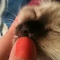 Папиломи (брадавици) при котки