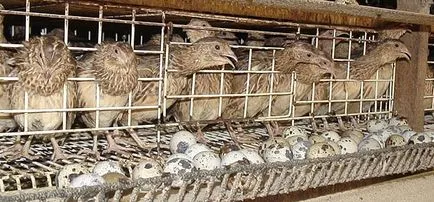 Пъдпъдък бизнес бизнес план пъдпъдъци ферма, изчисления, документи, продажби