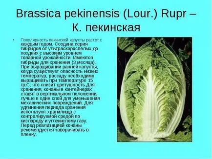 Китайско зеле засаждане, отглеждане, грижи сортове (засаждане) Китайско зеле засаждане, отглеждане, грижи, сортове