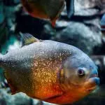 Piranha (50 снимки) Интересни факти, които зъби krasnobryuhoy риби живеят в Амазония, описание, видео