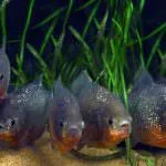 Piranha (50 снимки) Интересни факти, които зъби krasnobryuhoy риби живеят в Амазония, описание, видео