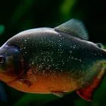 Piranha (50 снимки) Интересни факти, които зъби krasnobryuhoy риби живеят в Амазония, описание, видео