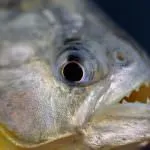 Piranha (50 снимки) Интересни факти, които зъби krasnobryuhoy риби живеят в Амазония, описание, видео