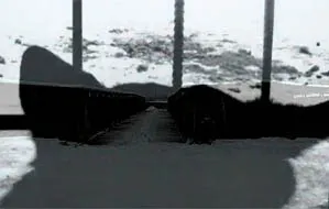 Куче без дом - да вземе куче от приют в Москва, кучето в добри ръце, едно куче като подарък