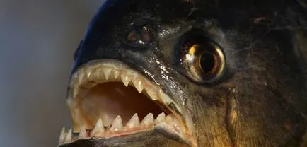 Piranha (50 снимки) Интересни факти, които зъби krasnobryuhoy риби живеят в Амазония, описание, видео