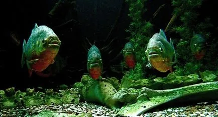 Piranha (50 снимки) Интересни факти, които зъби krasnobryuhoy риби живеят в Амазония, описание, видео