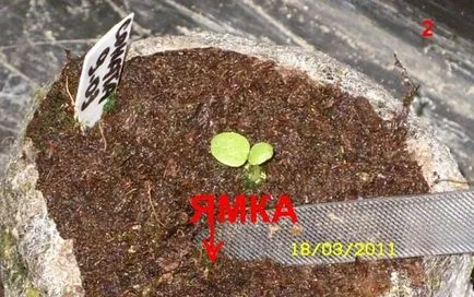 Петуния - спуска и да растат разсад
