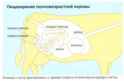 Разлагане крава 1